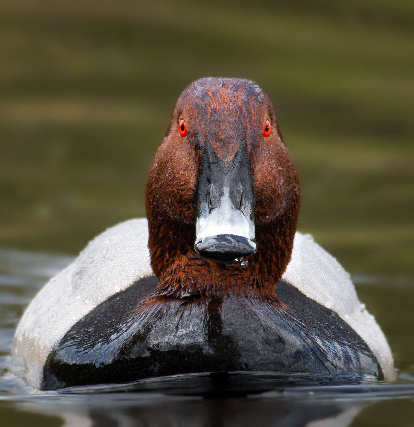 птицы России, птицы Москвы, фотоохота, наблюдение за птицами, птица, птицы, орнитология, nikon, birding, birdwatching, bird freak, Никон Александр