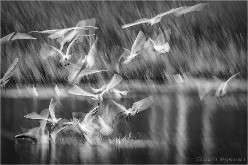 длинная выдержка, птицы, чайки, арт, движение, полёт, Стая. Тая. фото превью