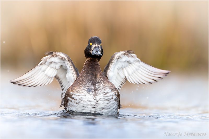 хохлатая чернеть, птицы,  болото, лосиный остров. Бяк-бяк-бяк фото превью