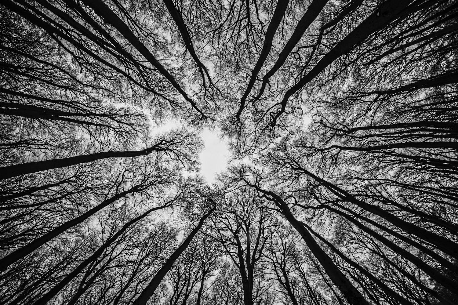 black&white, Bytom, Canon, EOS50D, Fisheye, Poland, Samyang, 8mm, Segiet, Silesia, abstract, beech, forest, landscape, light, monochrome, naturereserve, sky, Damian Cyfka