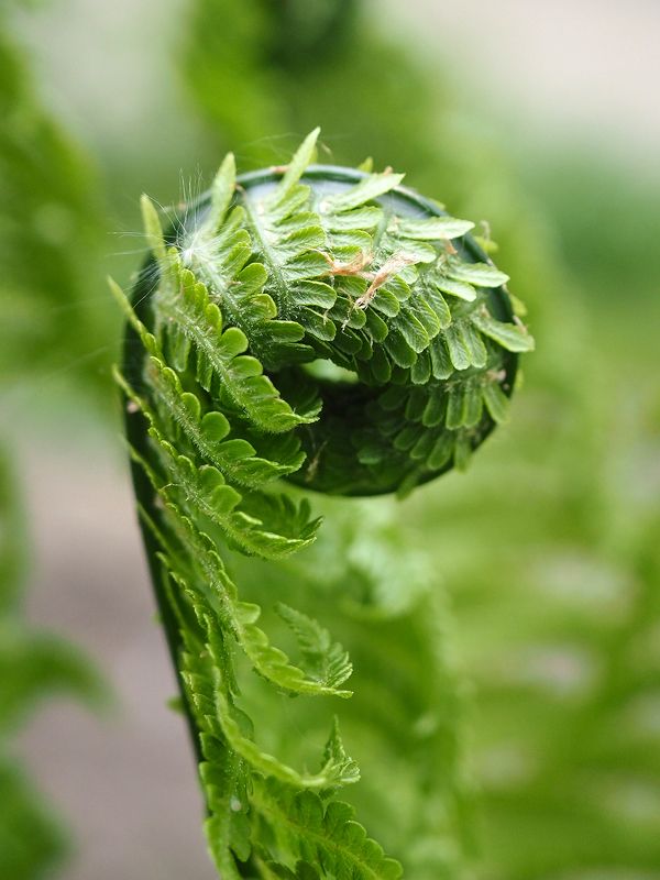 Кудряшка фото превью