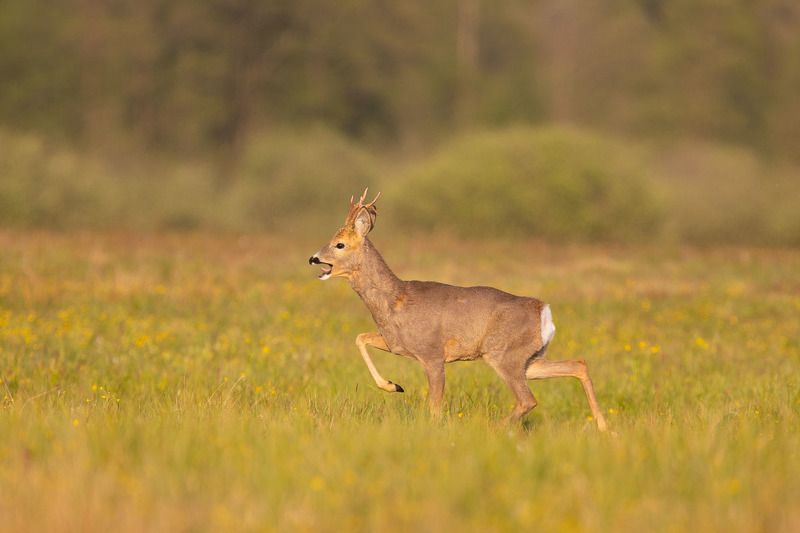 ssaki,natura,dzika przyroda,fauna,zwierzęta,podlasie,białowieża Koziołek фото превью