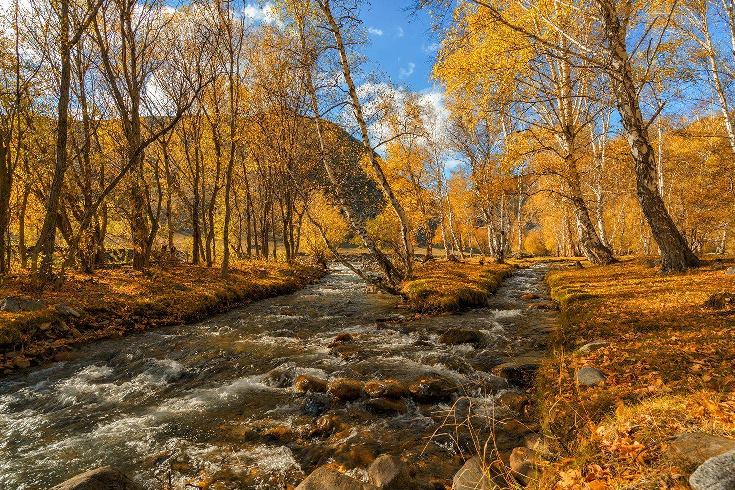 Алтай, Россия,осень, лес,река, осень, Лариса Дука