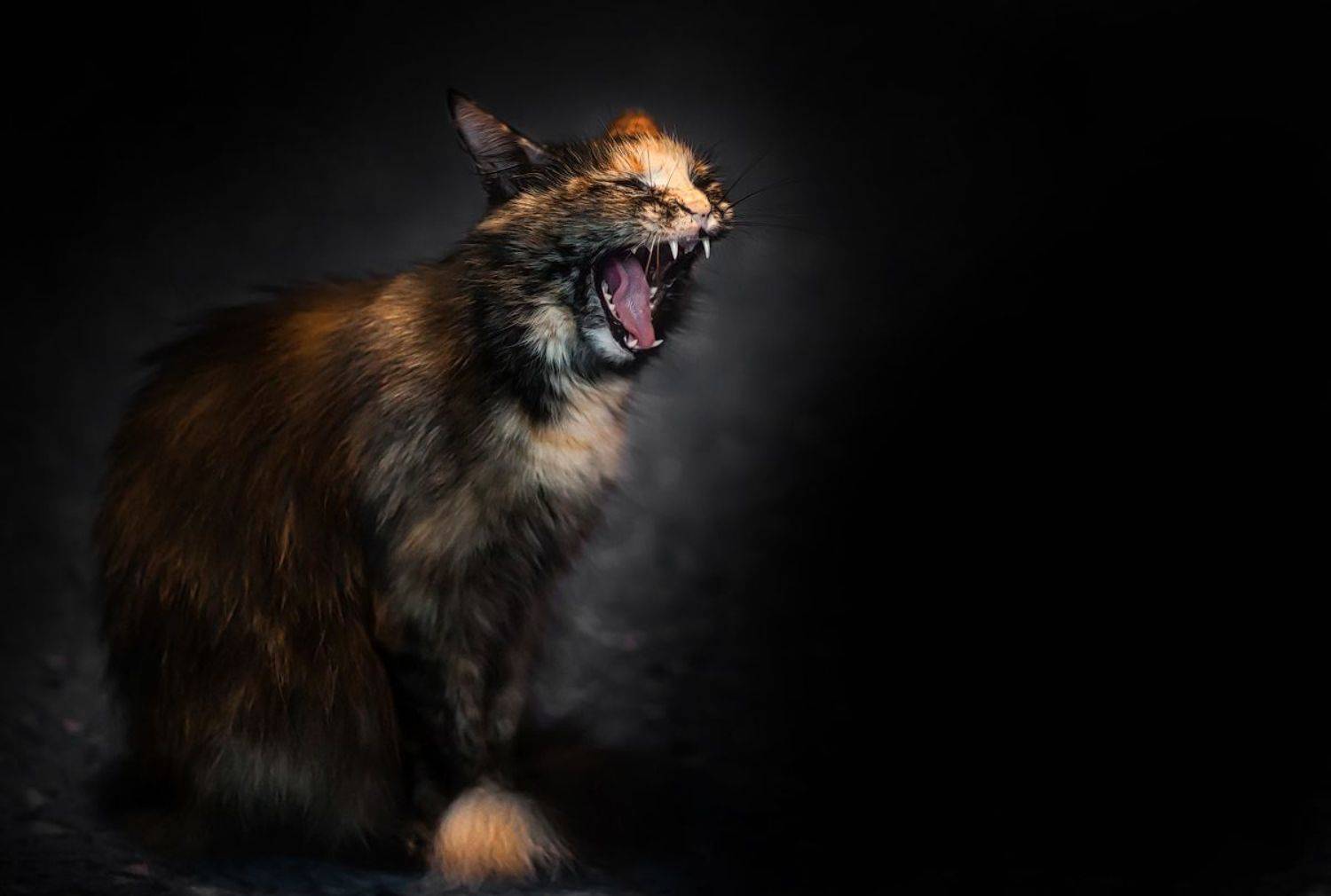 , Покровский Алексей