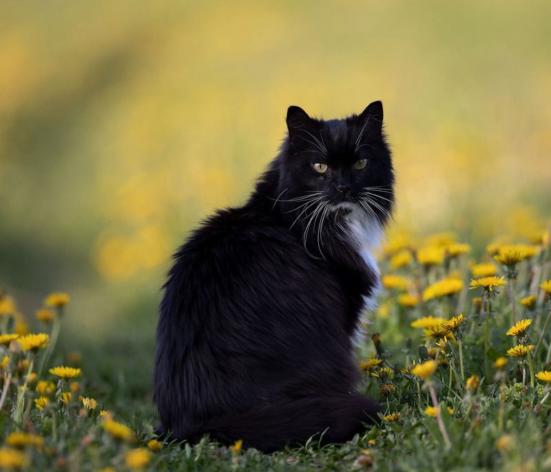кот, красавец, весна,природа,cat, beautiful, spring, nature Кот Баюн фото превью