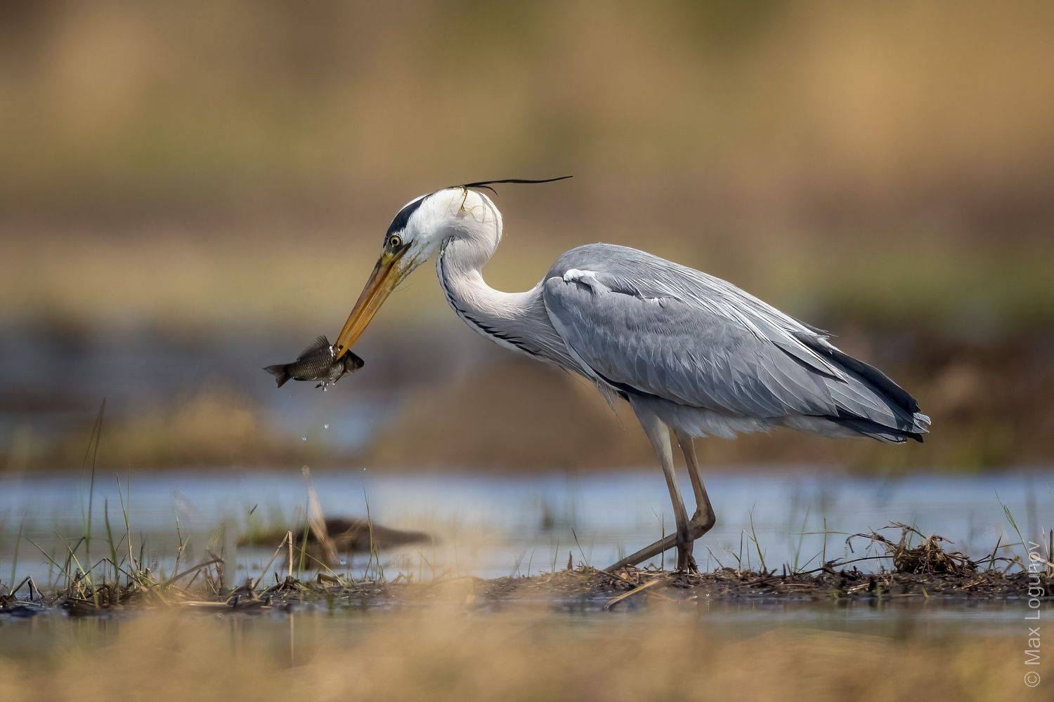 , Логунов Максим
