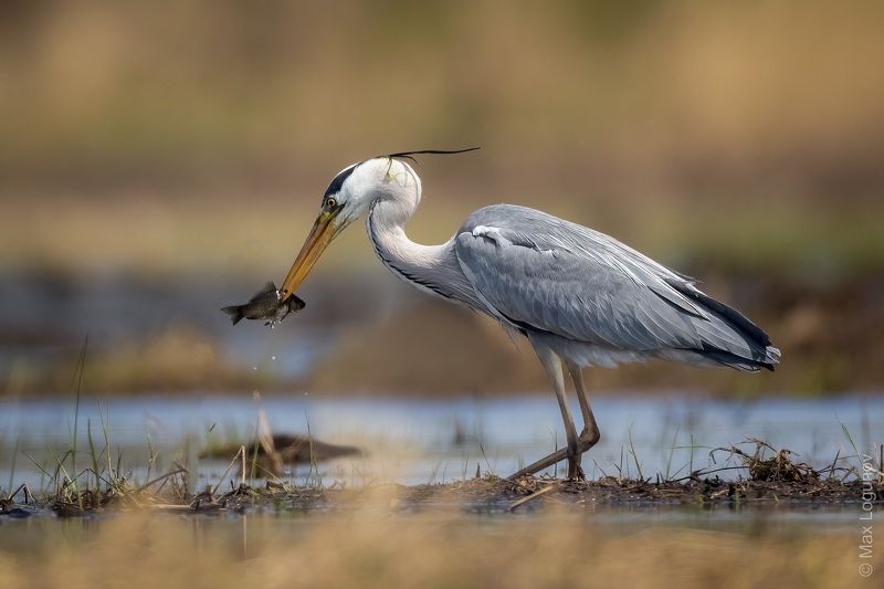 Удачливая серая цапля фото превью