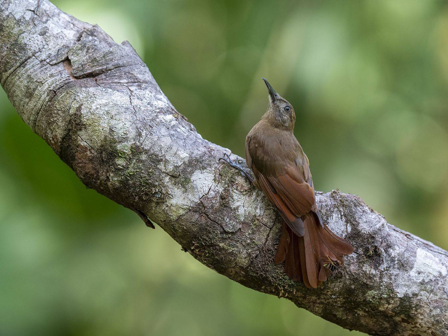 , Burgalin Sequeira Fernando