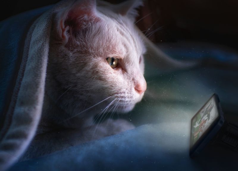 猫 宠物  熬夜眯 фото превью