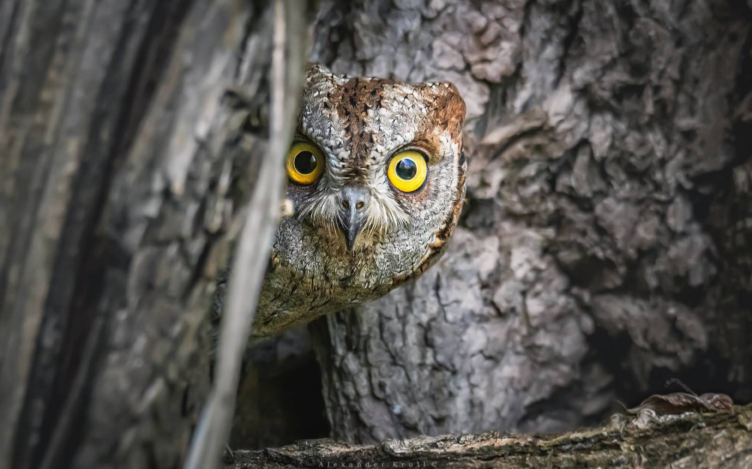 сова, сплюшка, Круль Александр
