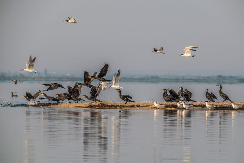 крым, заповедник «лебяжьи острова», птицы, чеграва, большой баклан, кулик-сорока Чегравы и бакланы фото превью