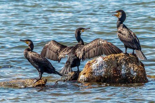Большие бакланы