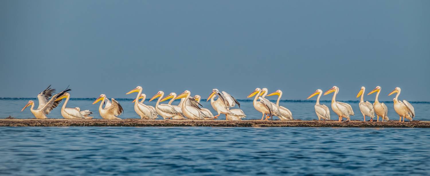 крым, заповедник &laquo;лебяжьи острова&raquo;, птицы, розовый пеликан, пеликан, Савчук Сергей