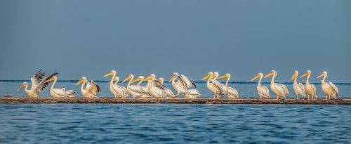 Пеликаны на обсушке