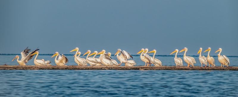 крым, заповедник «лебяжьи острова», птицы, розовый пеликан, пеликан Пеликаны на обсушке фото превью