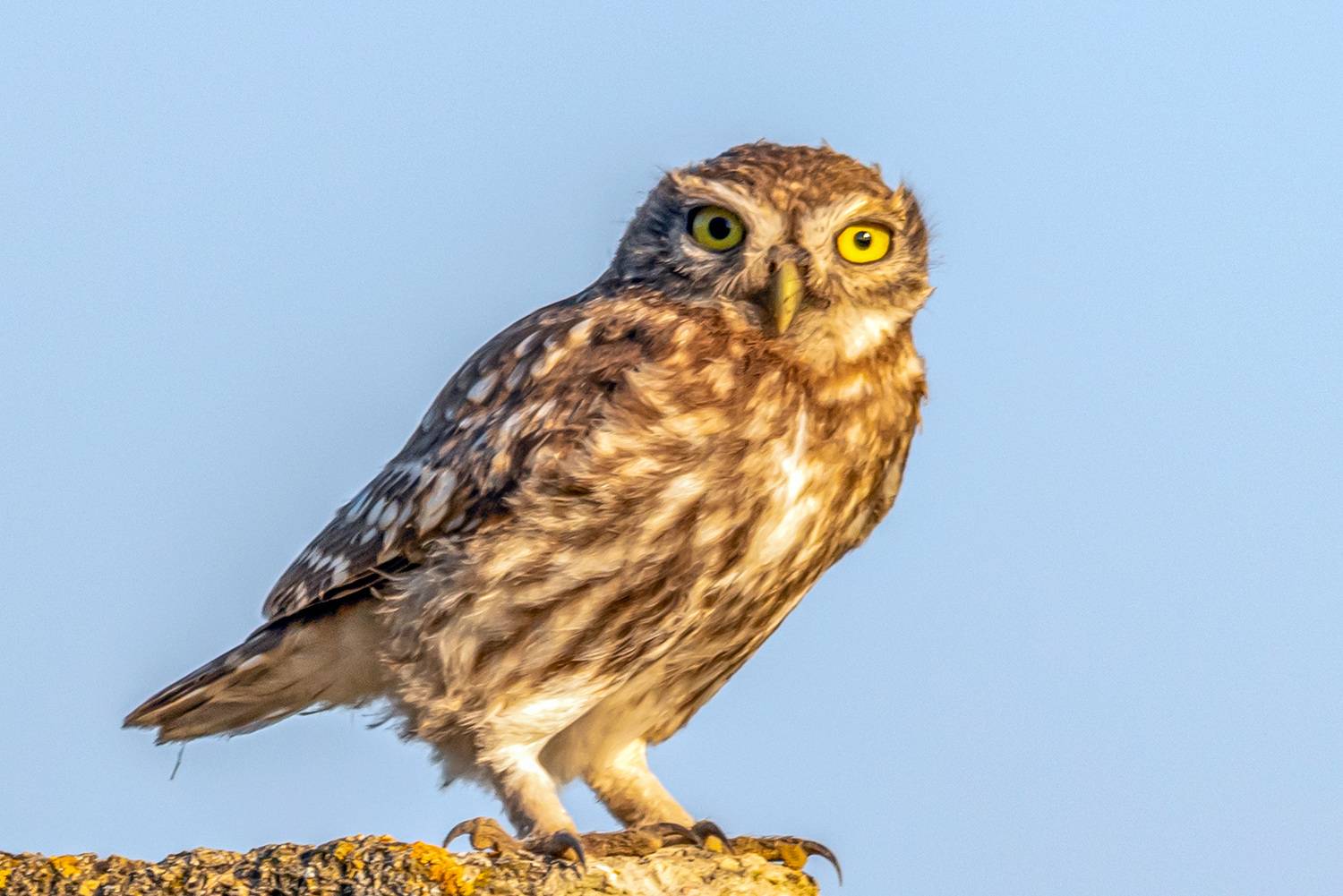 крым, опукский заповедник, птицы, ждомовый сыч, Савчук Сергей
