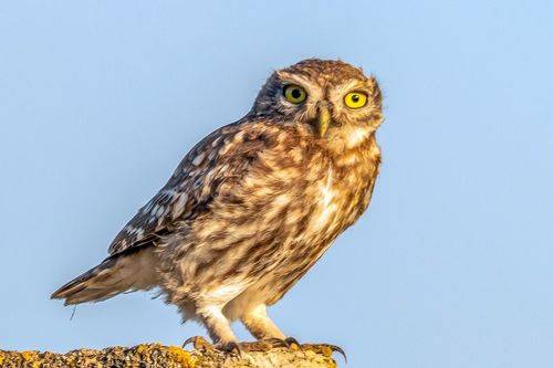 Домовый сыч