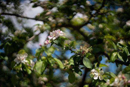 Яблони цвет.