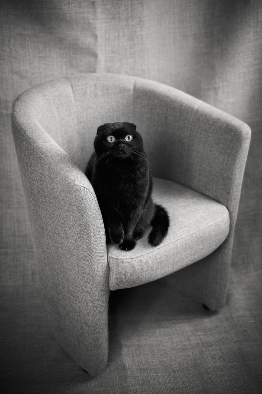 мася, Покровский Антон