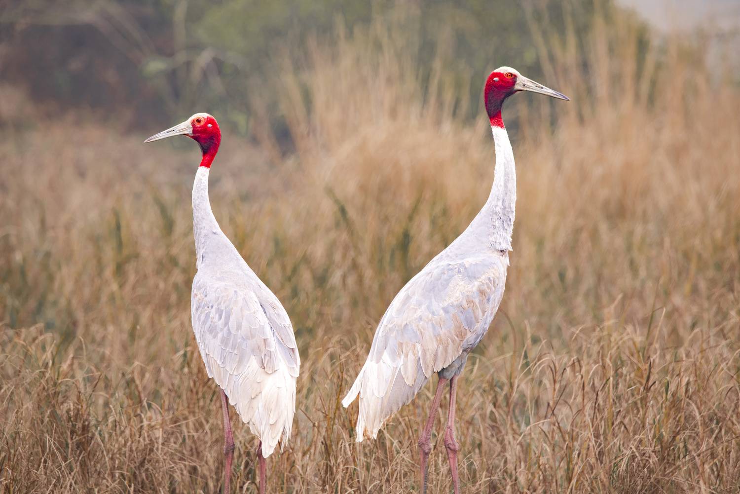 #birdphotography	 #birdsofinstagram	 #wildlifephotography	 #birds	 #naturephotography	 #bird	 #nature	 #wildlife	 #photography	 #birdwatching	 #natgeo	 #photooftheday	 #nikon	 #birding	 #naturelovers	 #canon	 #animals	 #birdlovers	 #travel	 #love	 #bestbi, Diganta Roy