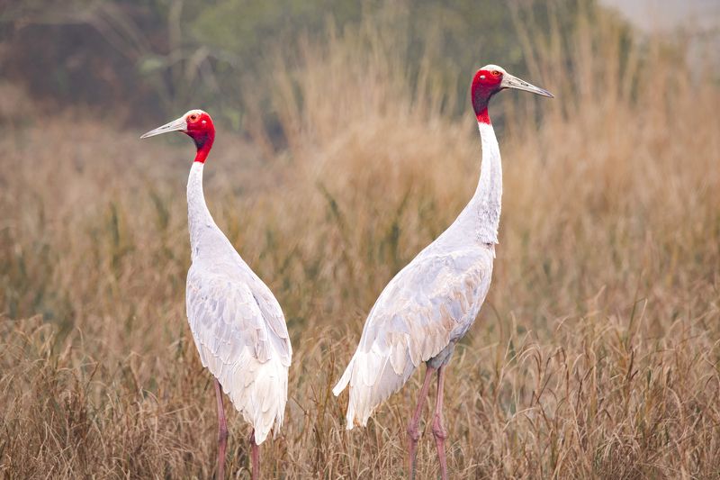 #birdphotography	 #birdsofinstagram	 #wildlifephotography	 #birds	 #naturephotography	 #bird	 #nature	 #wildlife	 #photography	 #birdwatching	 #natgeo	 #photooftheday	 #nikon	 #birding	 #naturelovers	 #canon	 #animals	 #birdlovers	 #travel	 #love	 #bestbi  фото превью