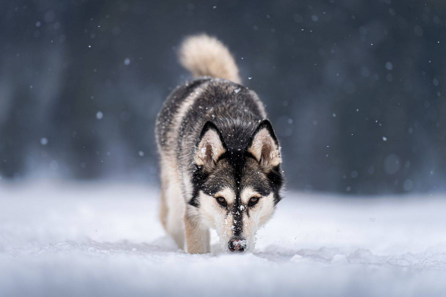 , Kriszti&aacute;n Csalami