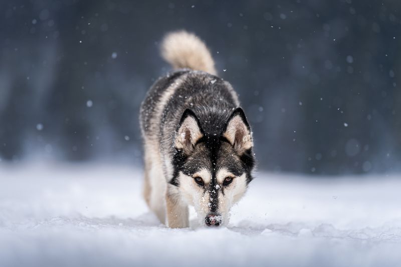 Walking on the lake фото превью