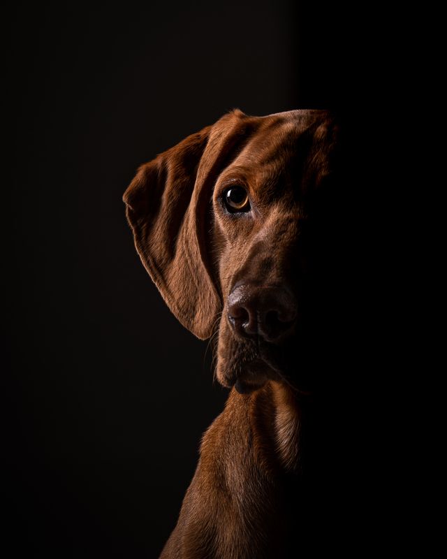 Dog portrait with split lighting фото превью