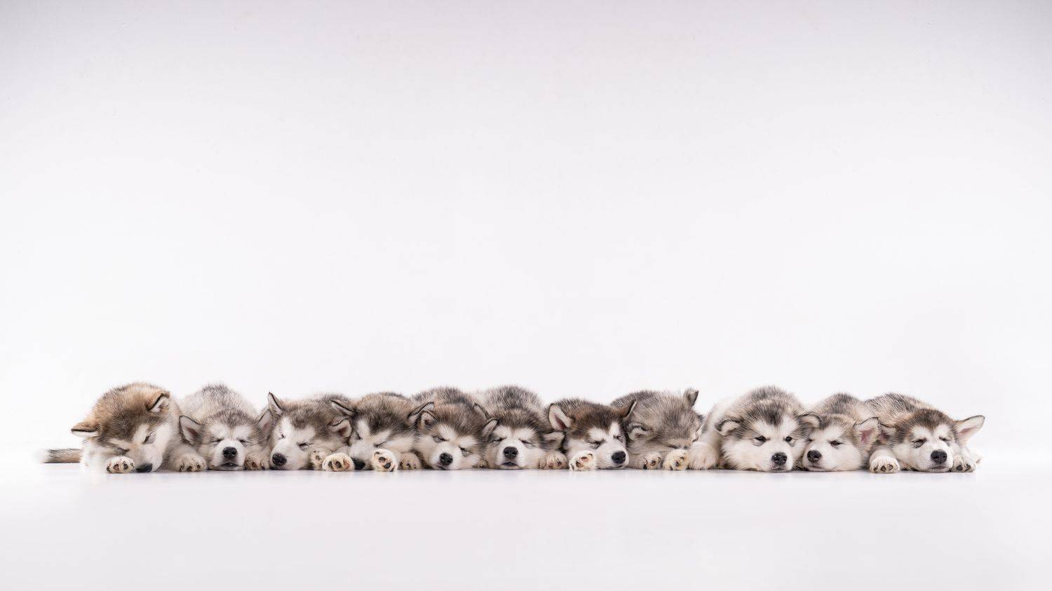 , Kriszti&aacute;n Csalami