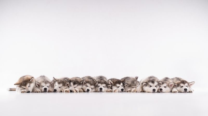 Sleeping alaskan malamute puppies фото превью