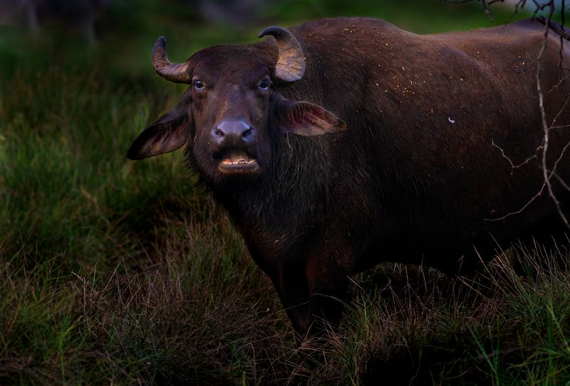 animal.buffalo,bison,cow,beast,gaur,yak,grass.watching,staring,wild,big,dark,black,jungle,prey Beast фото превью