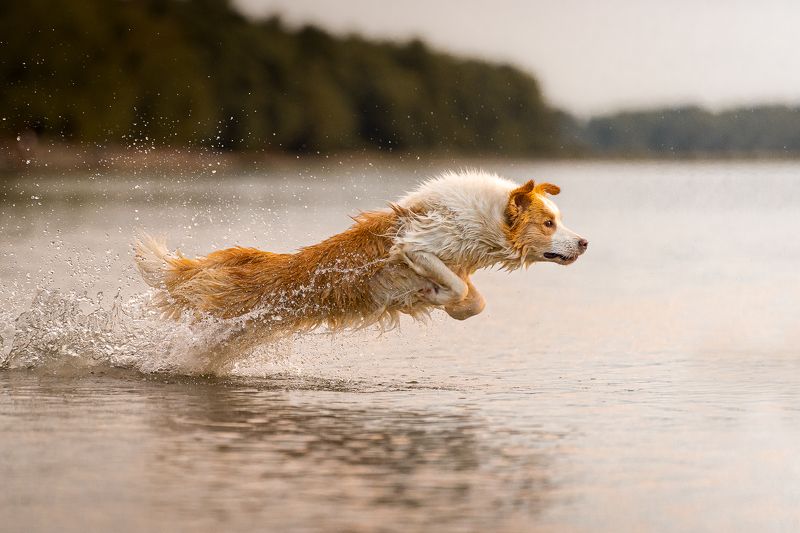 Darting out of the water фото превью
