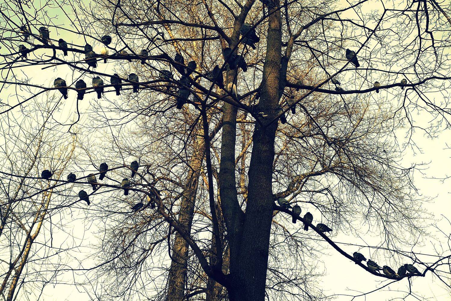 , Антон Лаба