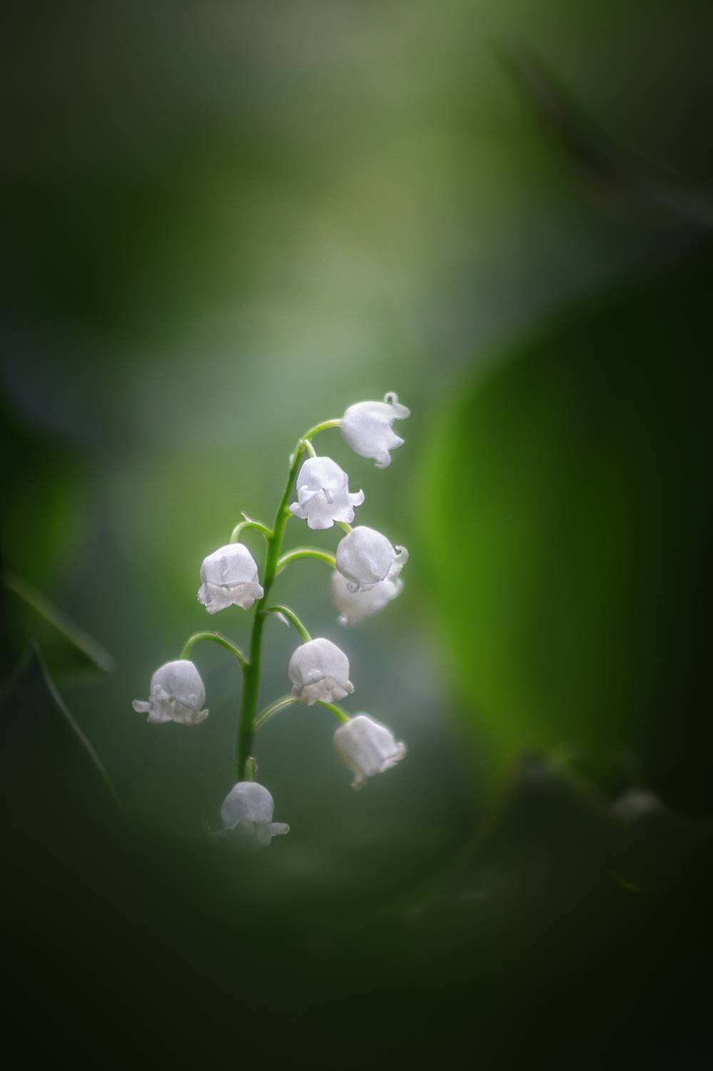 ландыш, зелень, весна, май, природа, цветы, боке, цвет, свет, Еремеев Дмитрий