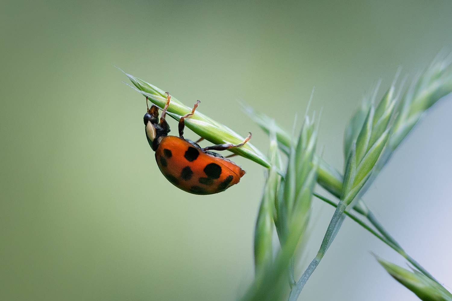 божья коровка, макро, насекомое, lady bug, macro, insect, Хилько Марина