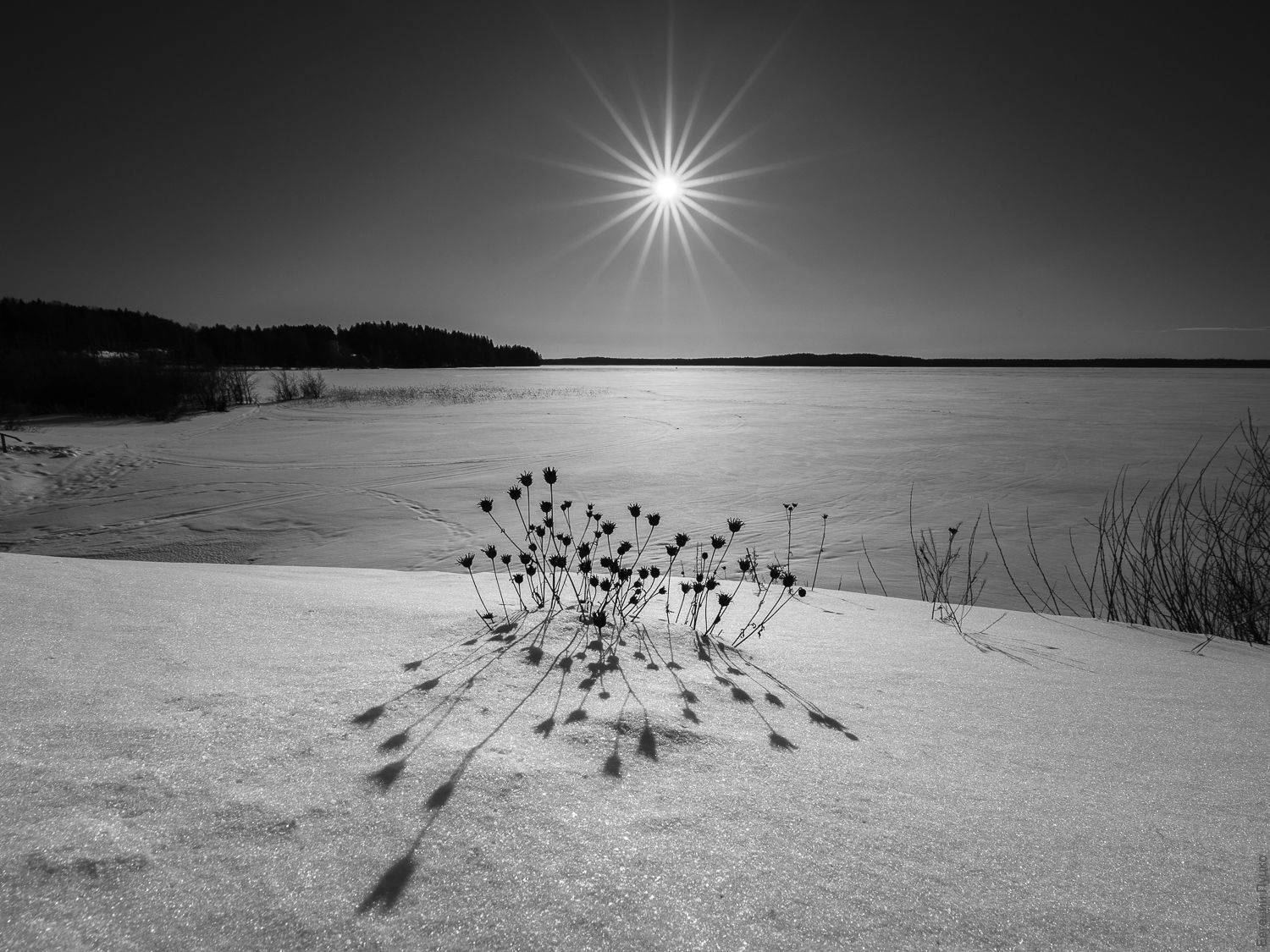 , Евгений Луцко