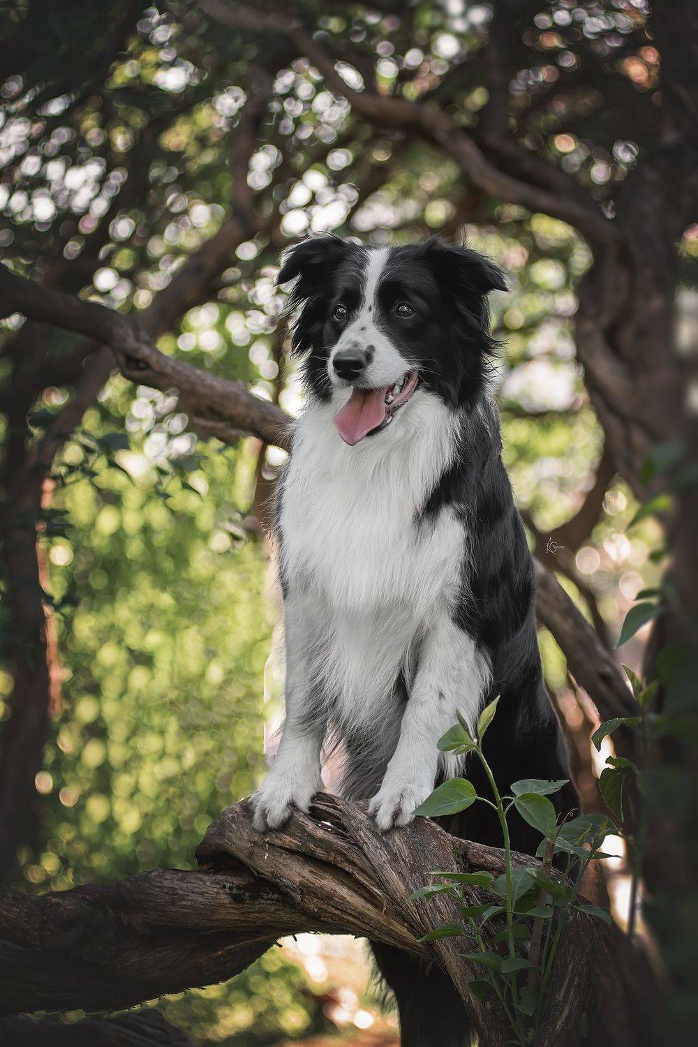 , Коптилина Галина