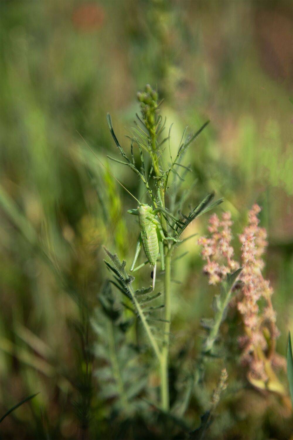 кыргызстан, Элина Магалимова