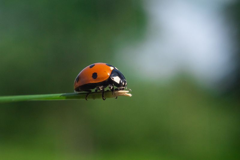 Coccinella septempunctata фото превью