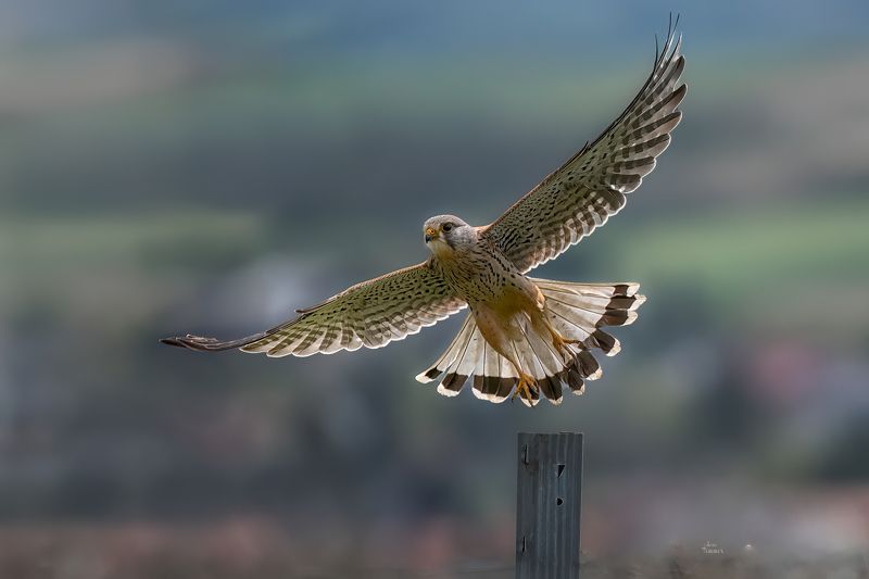 kestrel фото превью