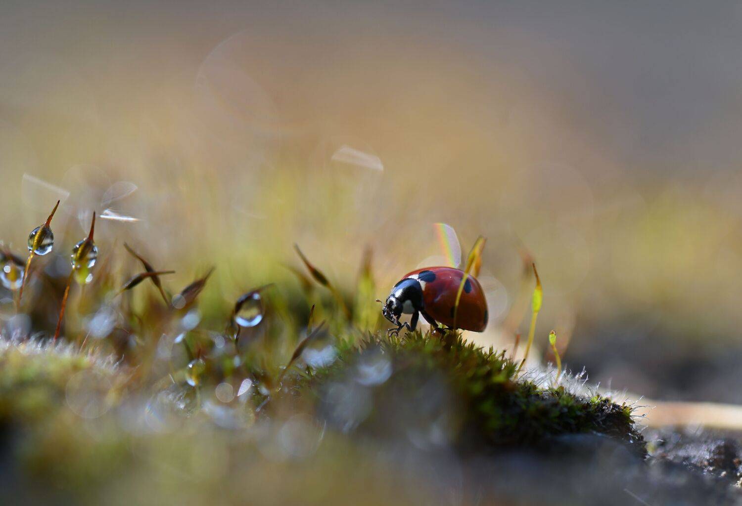 , Герчев Николай