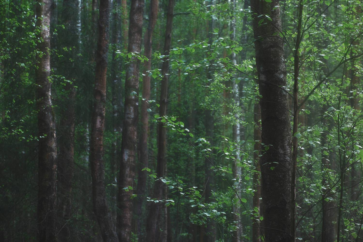 лес, деревья, листва, forest, woodland, trees, foliage, Валерий Вождаев