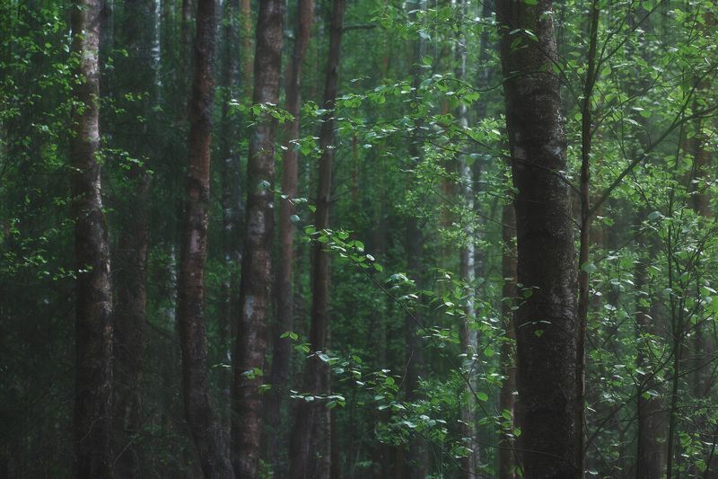 лес, деревья, листва, forest, woodland, trees, foliage В весеннем лесу фото превью