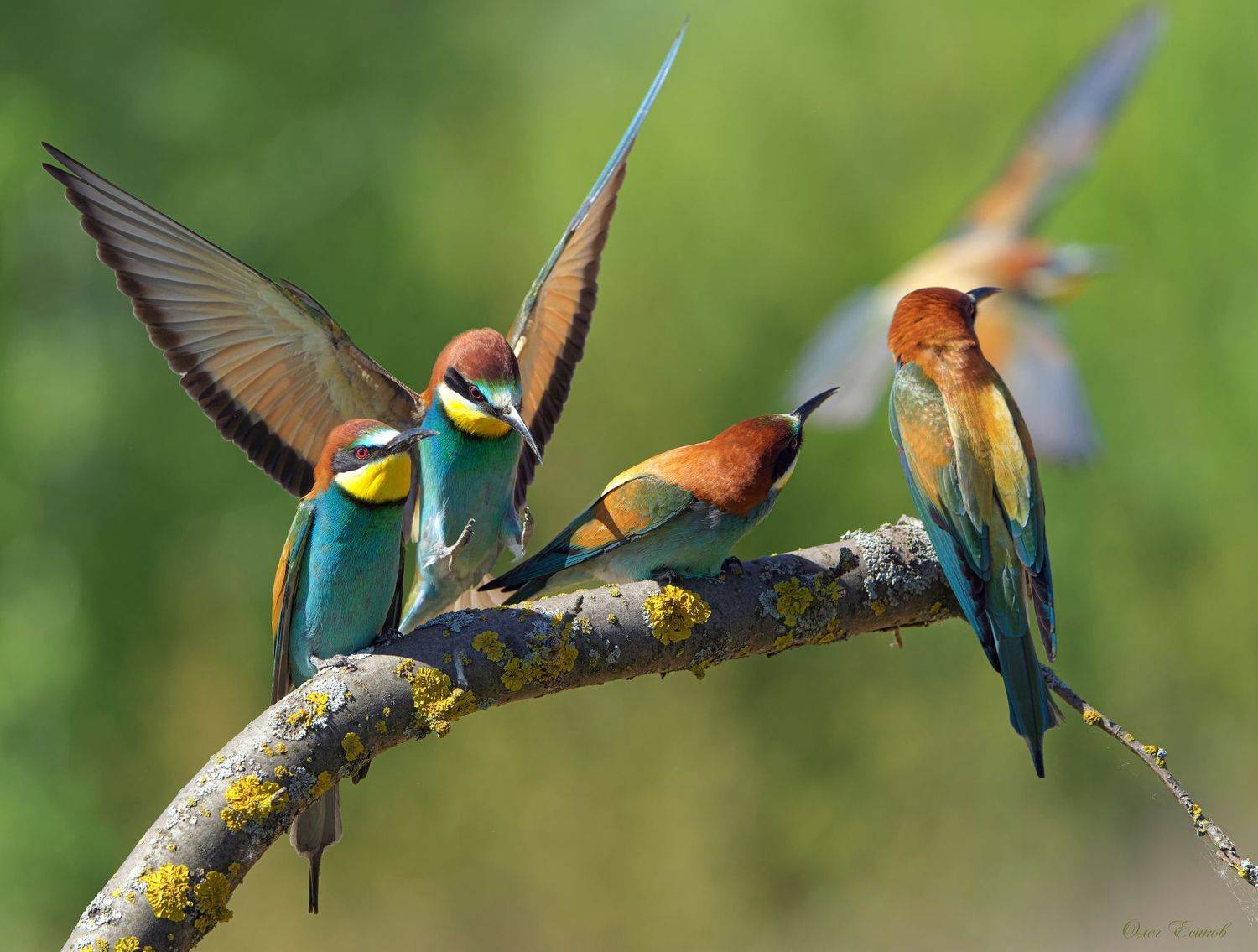 золотистая, щурка, птицы, Олег Есиков