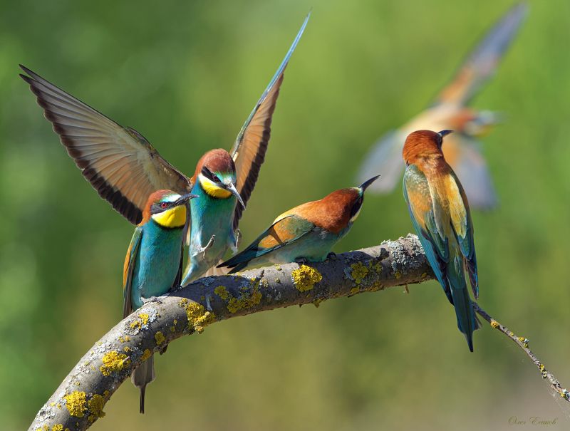 золотистая, щурка, птицы Места на присаде много не бывает фото превью