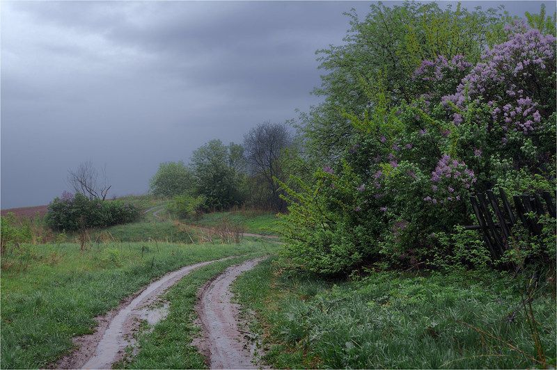 Сирень под дождём фото превью