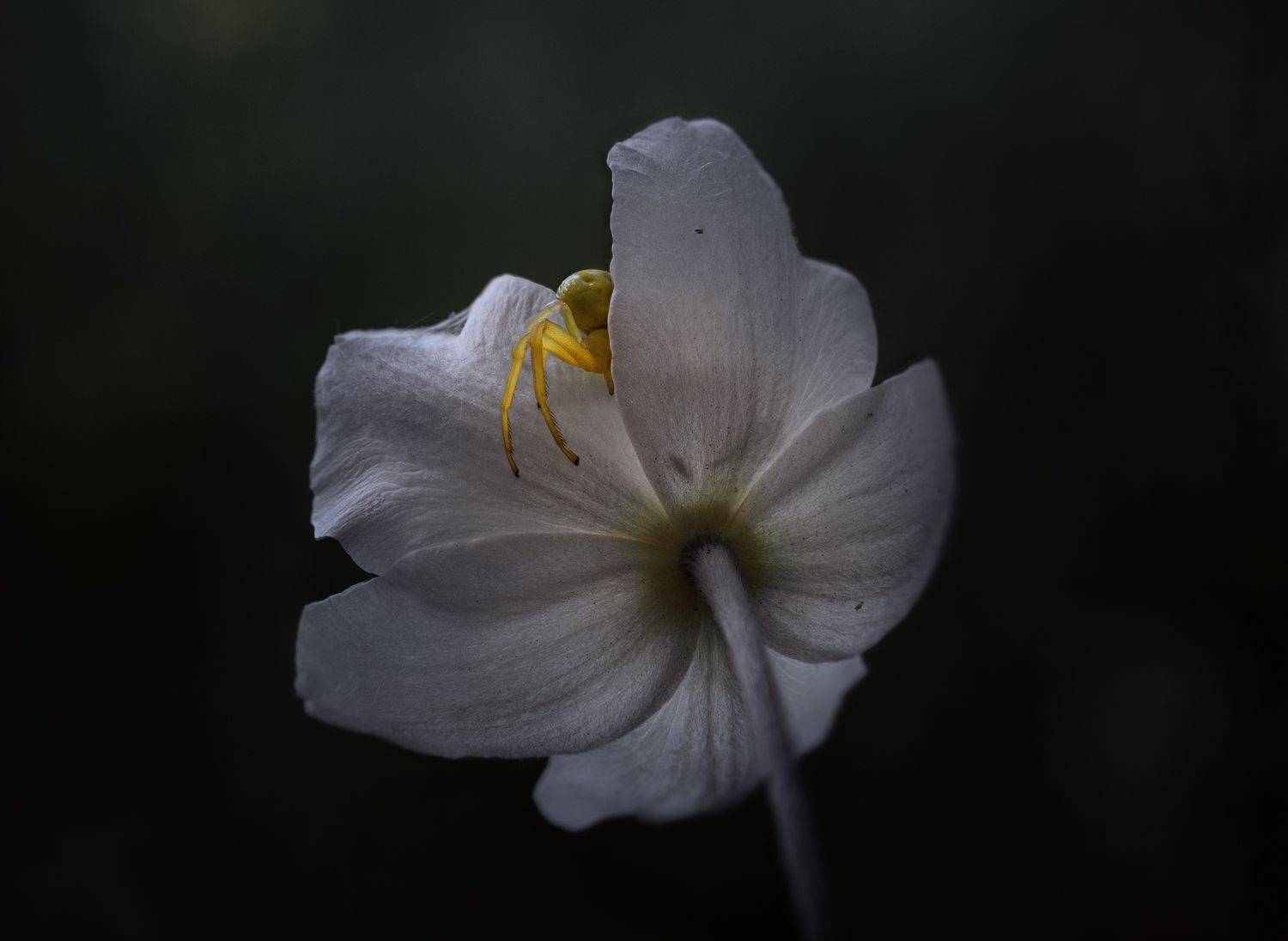 лес, свет, утро, природа, цветок, паук, Баранов Олег