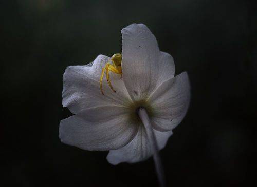 Цветочный желтый паук