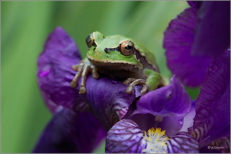 лягушка,древесная,квакша,ирисы Лягуха ) фото превью