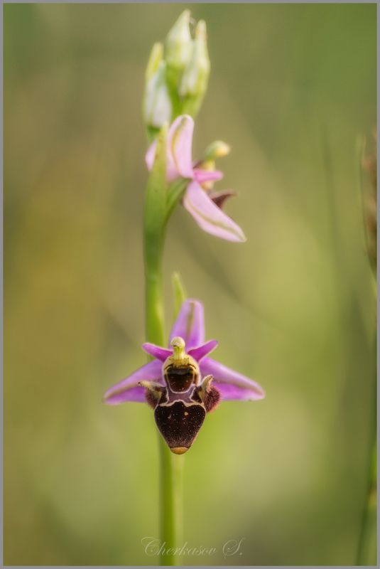 Ophrys oestrifera фото превью